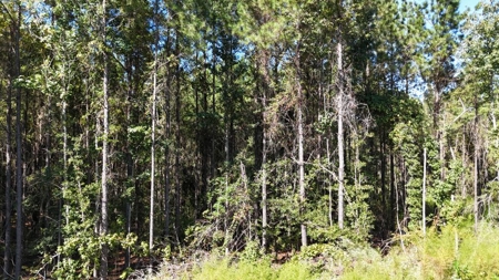 Hunting & Timberland For Sale in Union Parish-Traylor Place - image 6