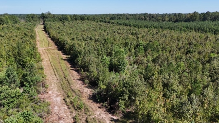 Hunting & Timberland For Sale in Union Parish-Traylor Place - image 9