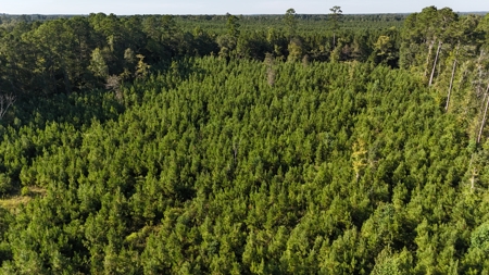 Small Hunting Tract for Sale in Marion, LA – Mclemore Tract - image 1