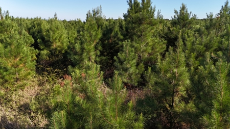 Small Hunting Tract for Sale in Marion, LA – Mclemore Tract - image 6