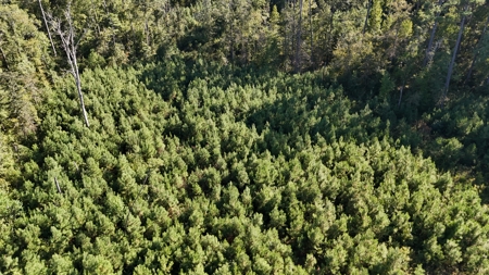 Small Hunting Tract for Sale in Marion, LA – Mclemore Tract - image 4