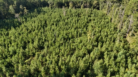 Small Hunting Tract for Sale in Marion, LA – Mclemore Tract - image 3