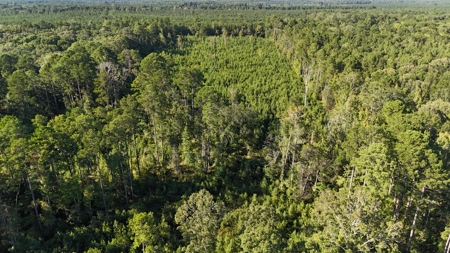 Small Hunting Tract for Sale in Marion, LA – Mclemore Tract - image 2