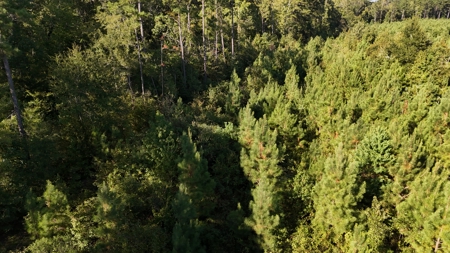 Small Hunting Tract for Sale in Marion, LA – Mclemore Tract - image 5