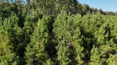 Small Hunting Tract for Sale in Marion, LA – Mclemore Tract - image 7