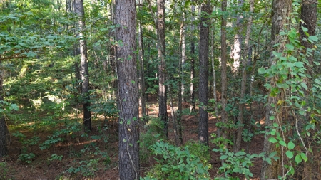 South Arkansas Timber Tract For Sale - Stateline Tract - image 9