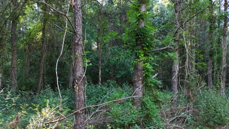 South Arkansas Timber Tract For Sale - Stateline Tract - image 5