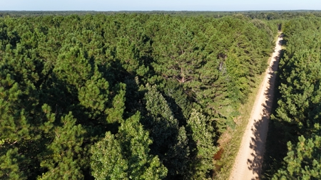 South Arkansas Timber Tract For Sale - Stateline Tract - image 2