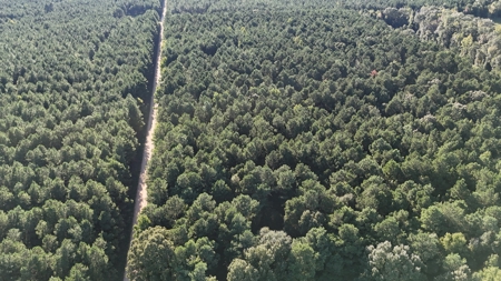 South Arkansas Timber Tract For Sale - Stateline Tract - image 4