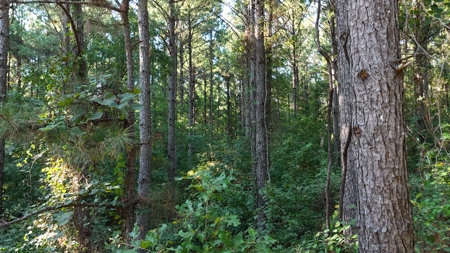 South Arkansas Timber Tract For Sale - Stateline Tract - image 6