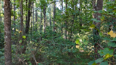 South Arkansas Timber Tract For Sale - Stateline Tract - image 8