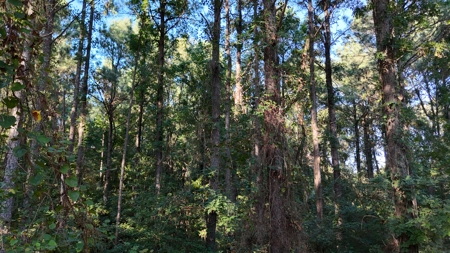 South Arkansas Timber Tract For Sale - Stateline Tract - image 7