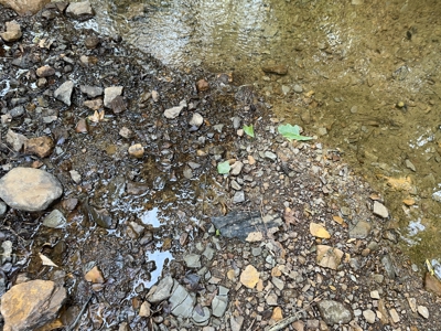 East Texas Hunting/Recreational/Timber Tract For Sale - image 15