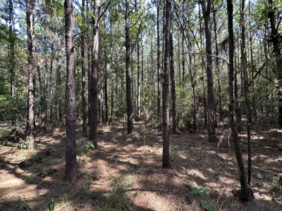 East Texas Hunting/Recreational/Timber Tract For Sale - image 7