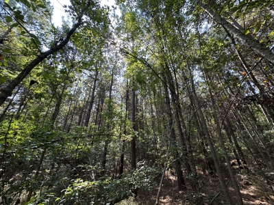 East Texas Hunting/Recreational/Timber Tract For Sale - image 17