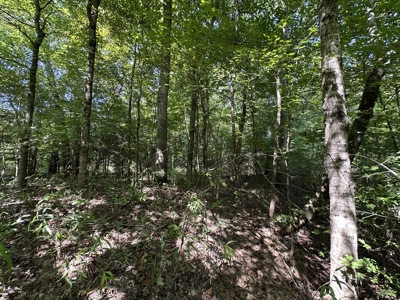 East Texas Hunting/Recreational/Timber Tract For Sale - image 16