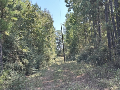 East Texas Hunting/Recreational/Timber Tract For Sale - image 22