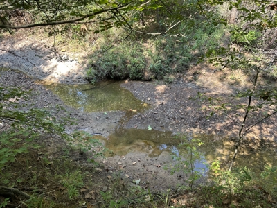 East Texas Hunting/Recreational/Timber Tract For Sale - image 12