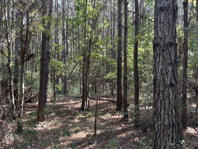 East Texas Hunting/Recreational/Timber Tract For Sale - image 5