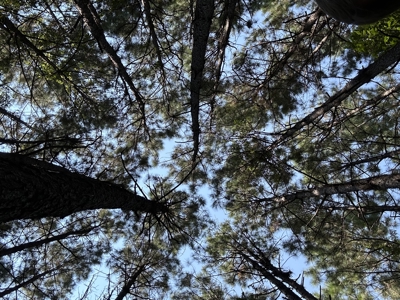 East Texas Hunting/Recreational/Timber Tract For Sale - image 6