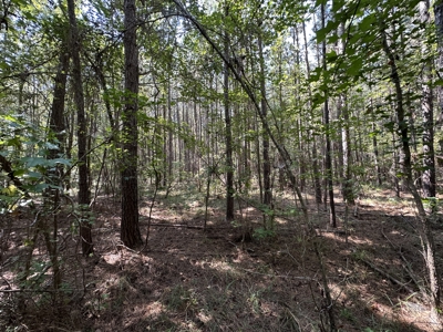 East Texas Hunting/Recreational/Timber Tract For Sale - image 18