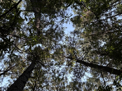 East Texas Hunting/Recreational/Timber Tract For Sale - image 8