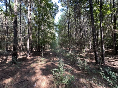 East Texas Hunting/Recreational/Timber Tract For Sale - image 3
