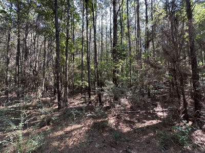 East Texas Hunting/Recreational/Timber Tract For Sale - image 2