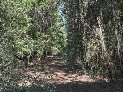 East Texas Hunting/Recreational/Timber Tract For Sale - image 21