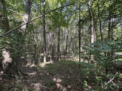 East Texas Hunting/Recreational/Timber Tract For Sale - image 11