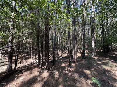 East Texas Hunting/Recreational/Timber Tract For Sale - image 4