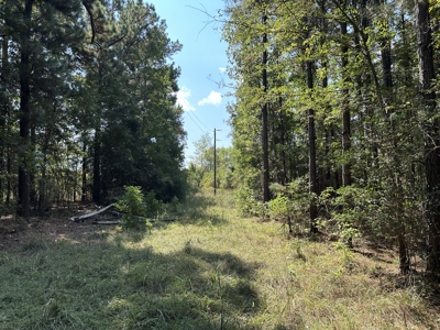 East Texas Hunting/Recreational/Timber Tract For Sale - image 19
