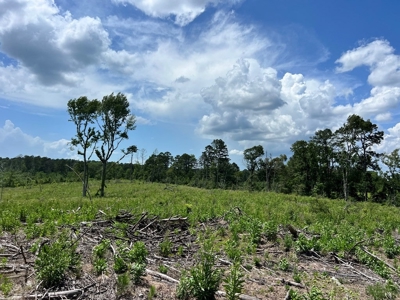 Land for Sale in Amite County, MS - image 13