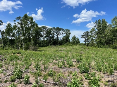 Land for Sale in Amite County, MS - image 12