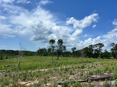 Land for Sale in Amite County, MS - image 9