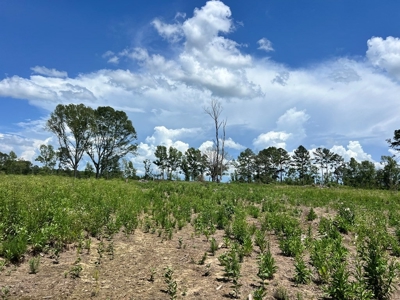 Land for Sale in Amite County, MS - image 5
