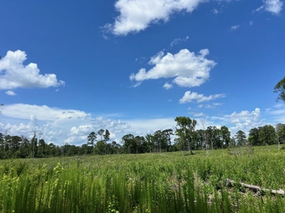 Land for Sale in Amite County, MS - image 8
