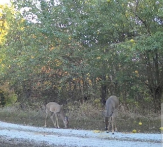 Missouri Country Home, Hobby Farm and Hunting Property For Sale - image 42