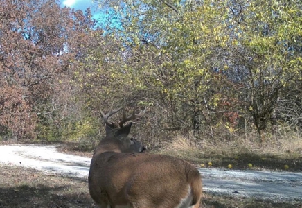 Missouri Country Home, Hobby Farm and Hunting Property For Sale - image 43