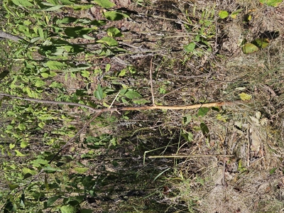 Missouri Country Home, Hobby Farm and Hunting Property For Sale - image 41