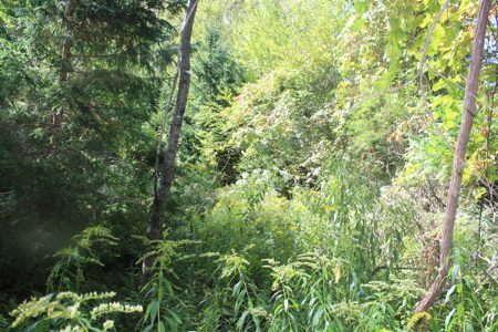Double Lot Vacant Land For Sale on Lake Muskoday in Upstate NY - image 8