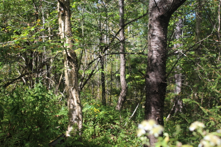 Double Lot Vacant Land For Sale on Lake Muskoday in Upstate NY - image 7