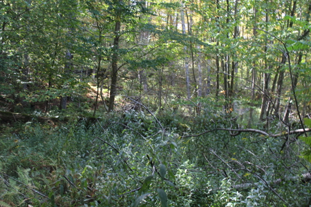 Double Lot Vacant Land For Sale on Lake Muskoday in Upstate NY - image 5