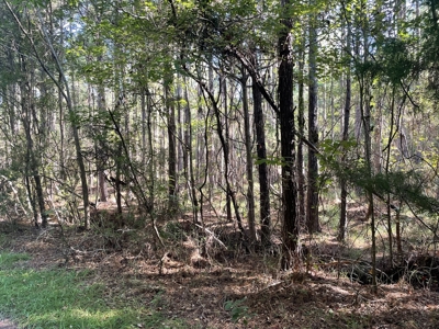 Secluded 17-Acre Homesite with Easy Access to the Crystal Coast - image 20