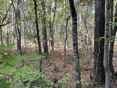 Secluded 17-Acre Homesite with Easy Access to the Crystal Coast - image 22