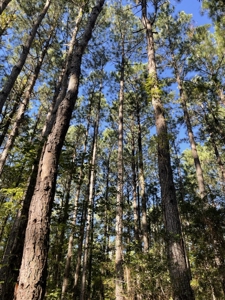 Secluded 17-Acre Homesite with Easy Access to the Crystal Coast - image 27