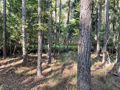 Secluded 17-Acre Homesite with Easy Access to the Crystal Coast - image 23