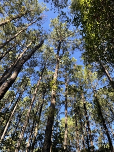 Secluded 17-Acre Homesite with Easy Access to the Crystal Coast - image 26