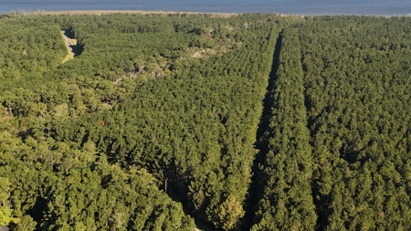 Secluded 17-Acre Homesite with Easy Access to the Crystal Coast - image 9