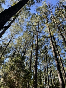 Secluded 17-Acre Homesite with Easy Access to the Crystal Coast - image 25